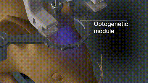 Optogenetics Control System
